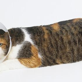 保定市猫猫店在哪里