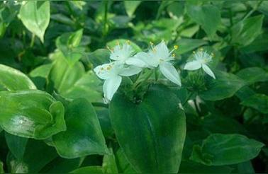 鸭跖草盆栽植物图片,鸭跖草的花有多少种子?