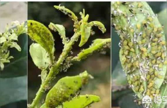 九月份柑橘種植病蟲(chóng)害防治_柑橘樹(shù)潰瘍病怎么處理