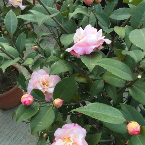 广东省佛山市乐从天气的长尾关键词有什么