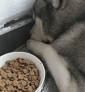 周公解梦,家中狗狗早上在哭,梦境背后的深层含义与解析 周公解梦,家中狗狗早上在哭,梦境背后的深层含义与解析