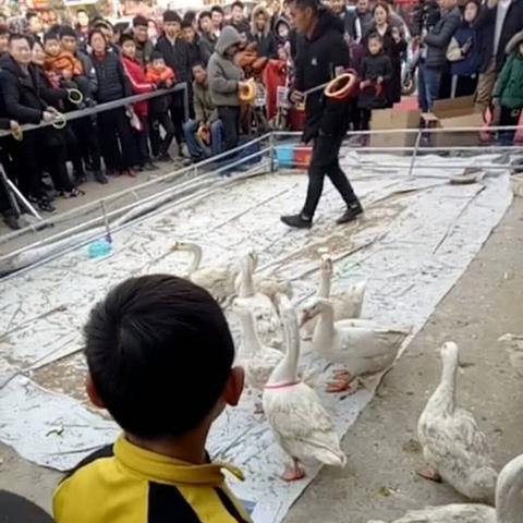 河南省养鹅厂的相关长尾关键词有哪些