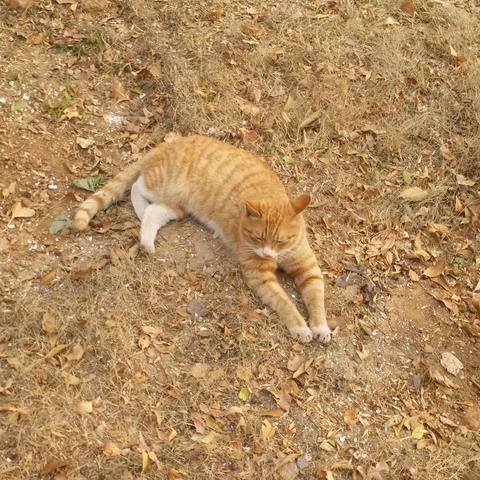 小偿猫咪领养济南相关长尾关键词有哪些