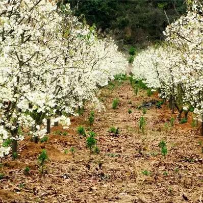 桂林市有什么花