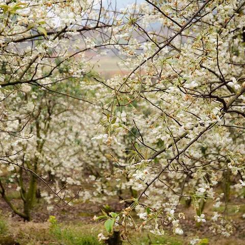 桂林市粉色花海在哪里呀