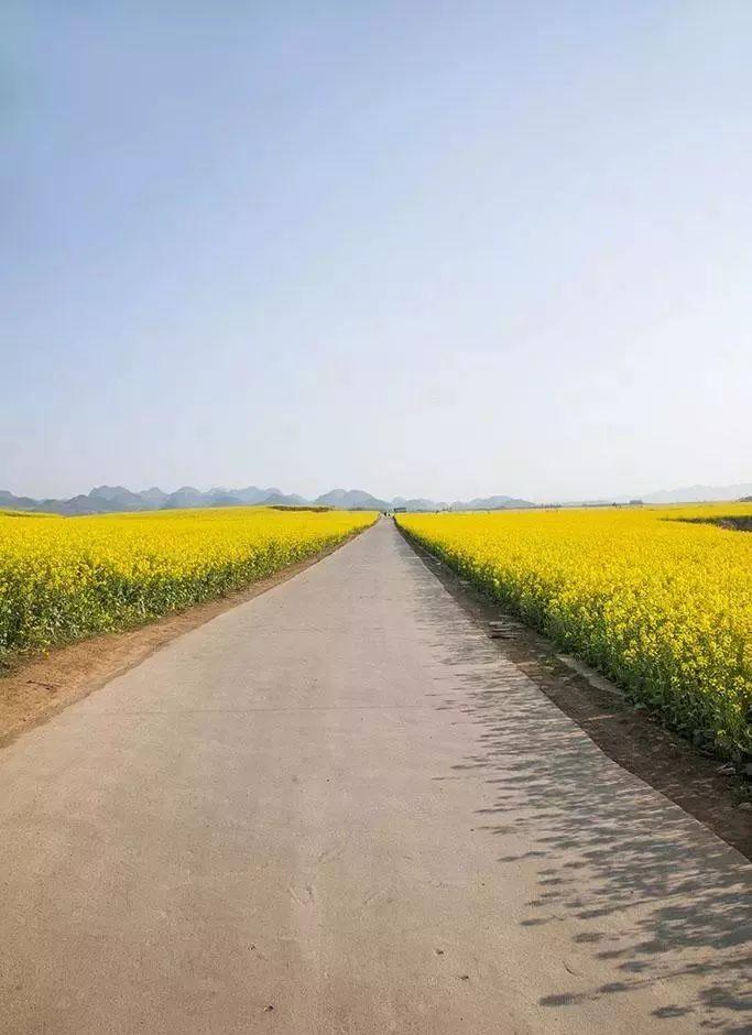 油菜花的花语是什么,大芸小芸读音?