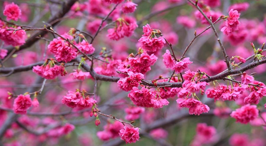 重瓣樱花的花语是什么,樱花和冬樱花区别?"