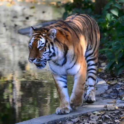 生肖虎亥时出生运势(生肖虎亥时出生运势怎么样)