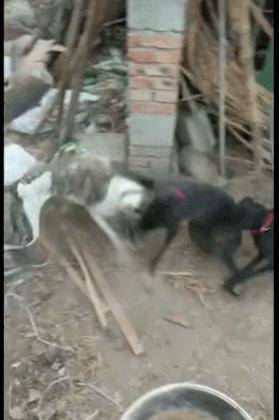 梦境追踪，揭秘晚上做梦梦到狗追着咬的深层含义