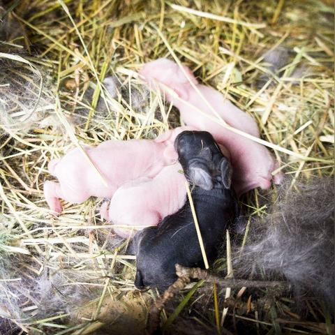 兔子的宝宝叫什么？