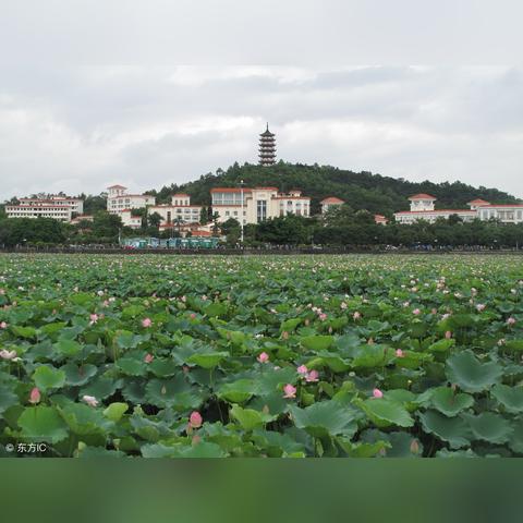 东莞市桥头镇哪里看荷花
