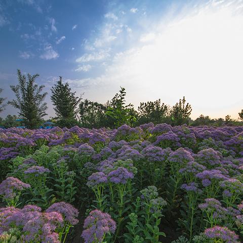 植物大战僵尸：高效布局与资源管理全攻略