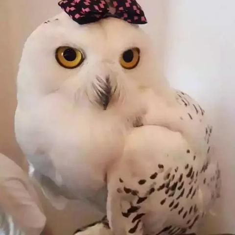 西安哈利波特咖啡馆相关长尾关键词有哪些