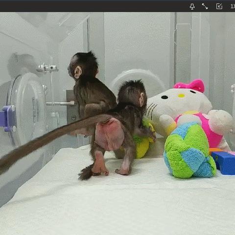 【天津华华】相关长尾关键词有哪些