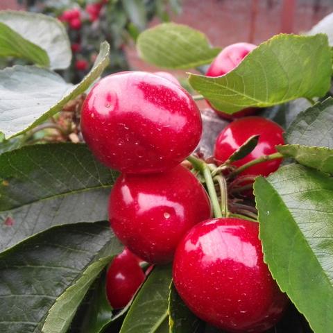 大连市西南桥在哪个位置