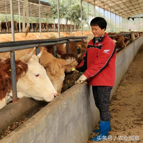 河南省饲料产量的相关长尾关键词有哪些