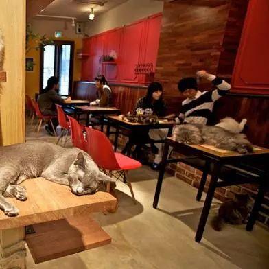 上海猫咖有哪些