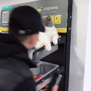 猫的便利特点是什么？