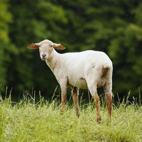 重庆本地马饲料怎么样做