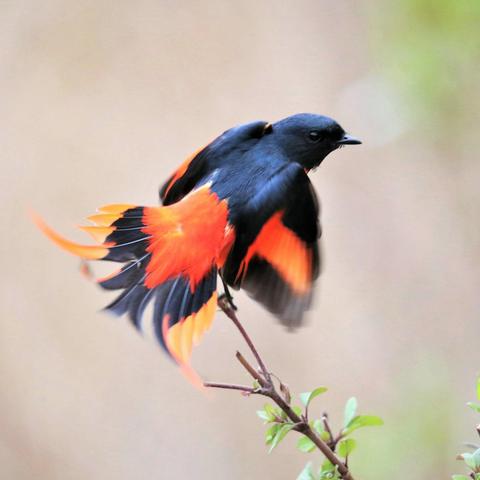 河北保定市翼能的长尾关键词有哪些