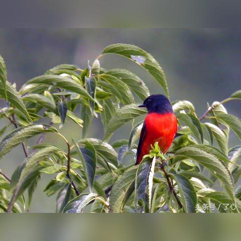 合肥翼乐相关长尾关键词有哪些