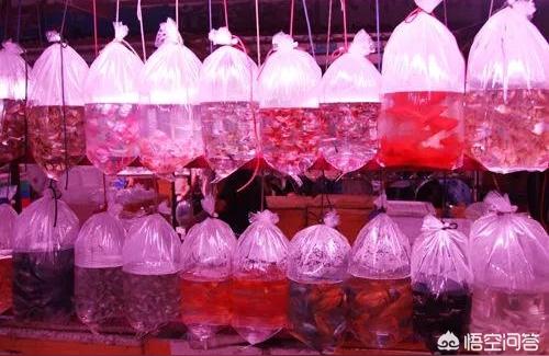 阿里水族批发市场:广州边到有鱼缸批发市场 观赏鱼水族批发市场 第1张