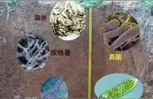 盆栽土壤细菌,微生物菌肥什么时间用最好?