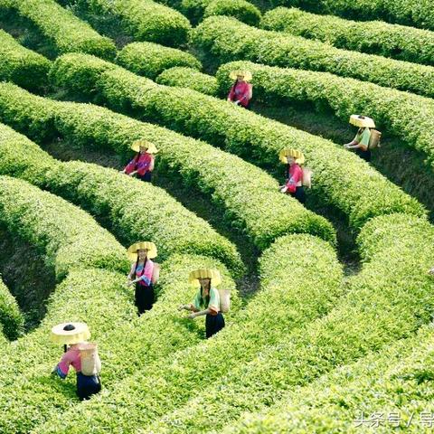 赣州市客家大道绿化图的长尾关键词有哪些