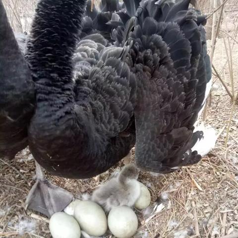 邯郸市鸟类保护协会的长尾关键词有哪些