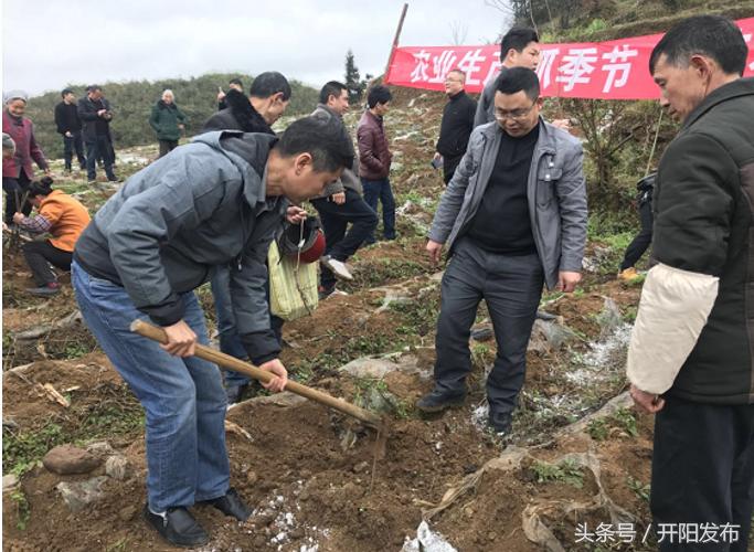 鎮(zhèn)域柑橘種植手藝_最吃香的是哪些行業(yè)