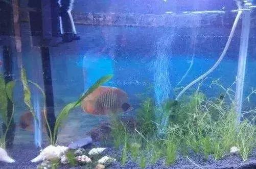养鱼的数量与风水_门海养鱼多少条为好