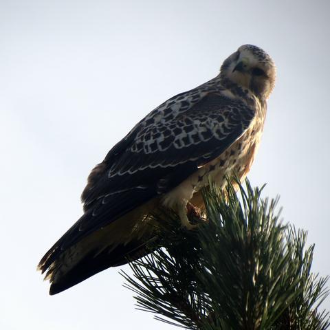 候鸟迁徙路线是什么