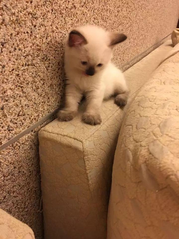 梦境之谜，梦见猫咪——温柔预示与深层寓意的探索