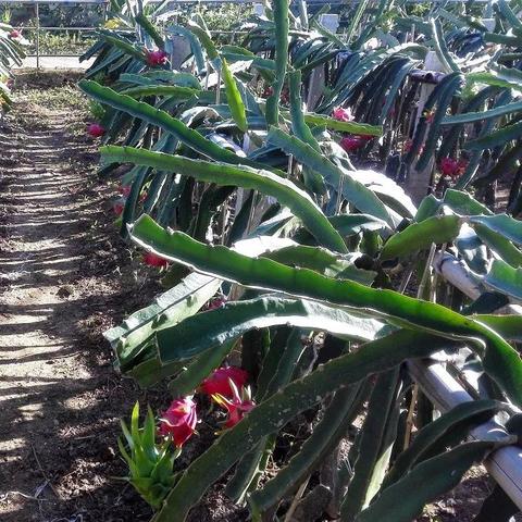 菏泽市哪里有现杀鹅卖