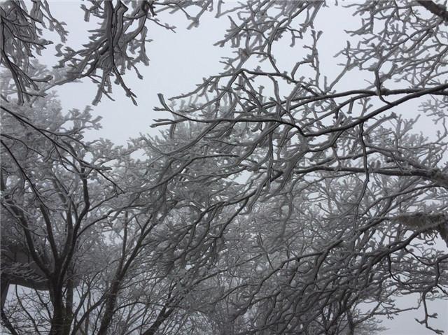 梦境奇遇,老虎与猴共舞于树梢的奥秘 梦境奇遇,老虎与猴共舞于树梢的奥秘