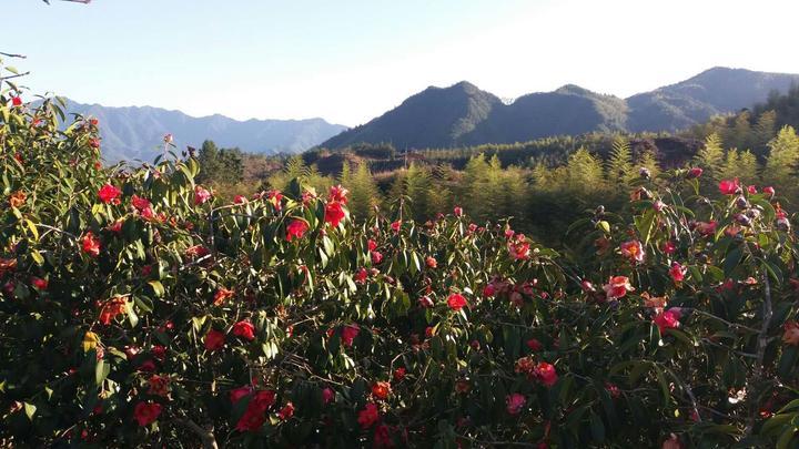 油茶树苗多少钱一棵,四川油茶种植基地?"