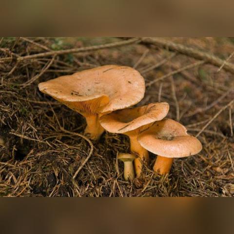 贵州什么菌子是特产