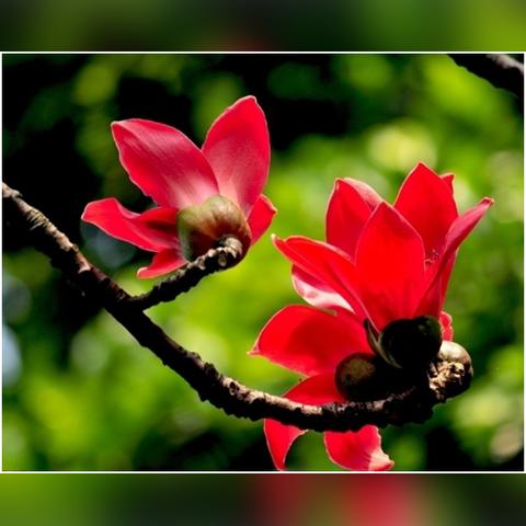 广州市市花叫什么