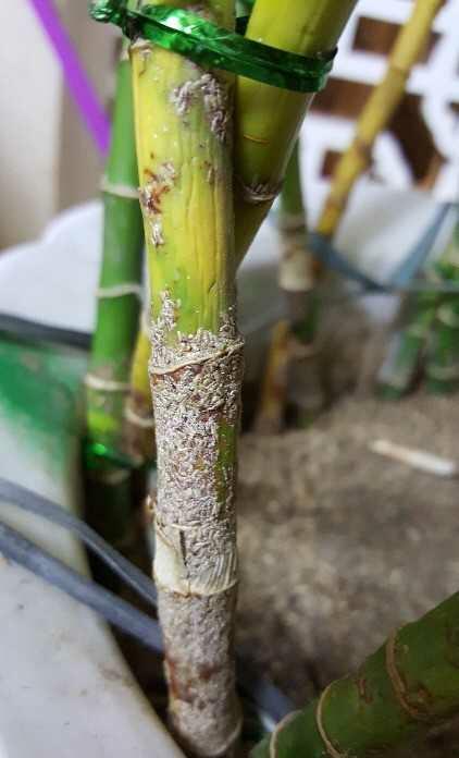 富贵竹水养方法,富贵竹用茶叶水来浇好吗?