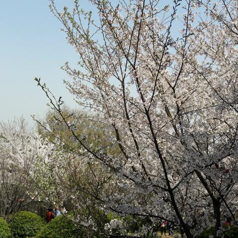 合肥市紫蓬山是哪个区