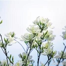 海南适合种什么花木