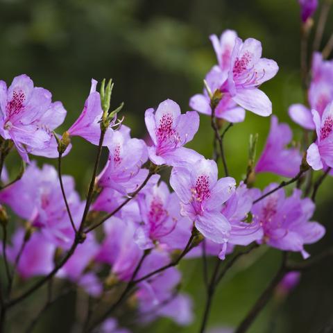 长沙到大理开车有多少公里？