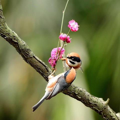 河南山间的相关长尾关键词有哪些