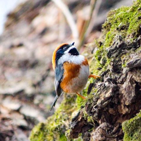斗图熊猫图片大全的长尾关键词是什么