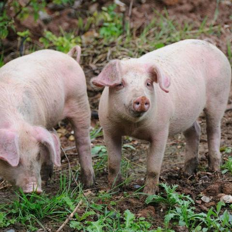 石家庄市哪个县养猪最多