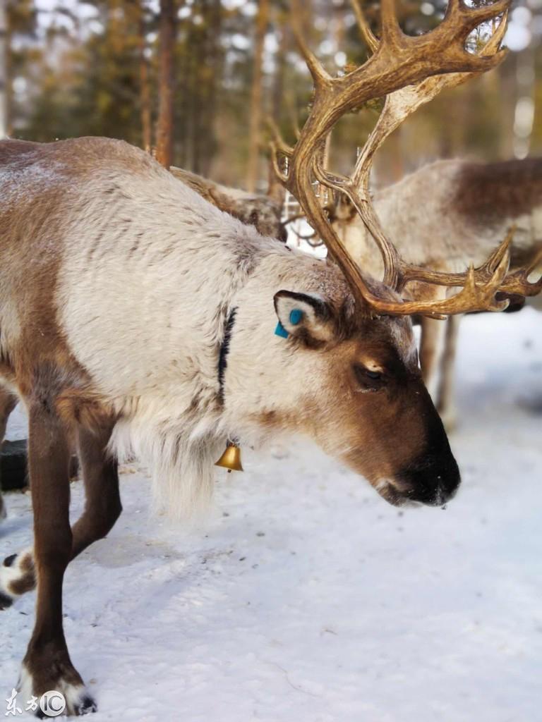 雪地漫步,孕妇梦境中的寓意与解析 雪地漫步,孕妇梦境中的寓意与解析