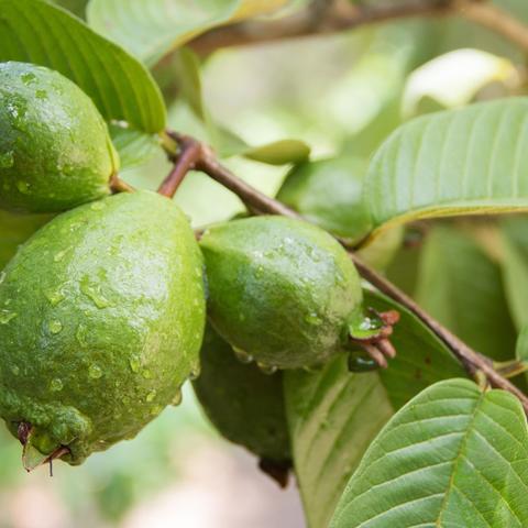 福建的番石榴怎么样