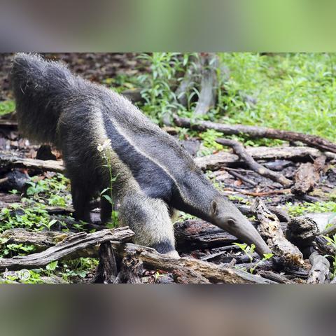 德国电影大全的长尾关键词有什么