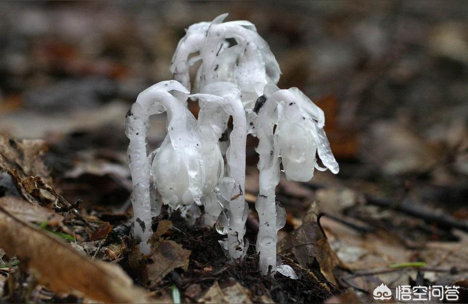 水晶兰为什么叫死亡之花