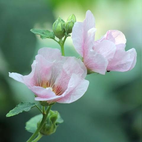 武汉市的市花什么花